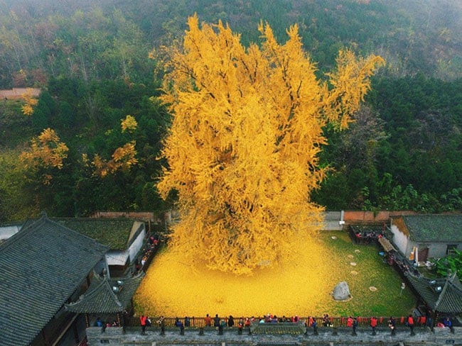 1400 year old ginko tree in China