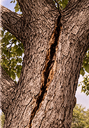 Cottonwood cracks in trunk