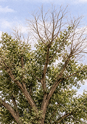 Cottonwood crown thinning