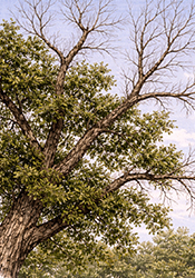 Cottonwood large dead limbs