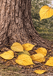 Cottonwood premature lead dropping