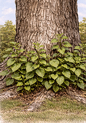 Cottonwood trunk suckers
