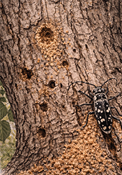 Cottonwood insect damage