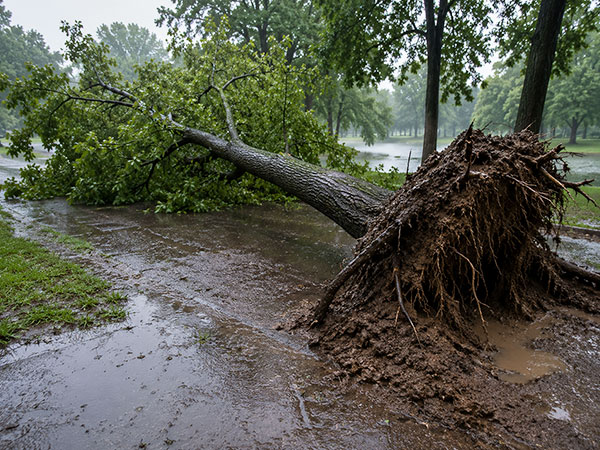 water logged soils sometimes cannot support trees
