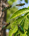 Adult EAB flying
