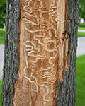 EAB tunneling