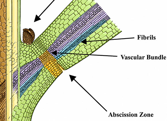 Why do leaves drop - abscission