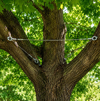 cabling Tree cabling and bracing in Denver