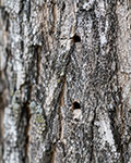 EAB exit holes