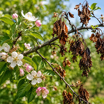Fireblight treatment Denver