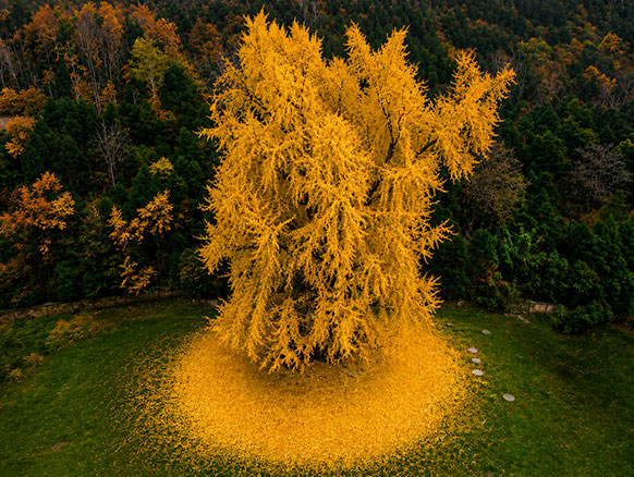 Ancient Ginko in China