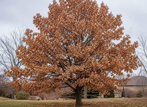 oak tree not dropping it leaves in the fall