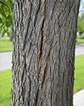 EAB split trunks