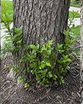 EAB stress cases sprouting