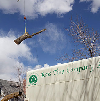 tree-removal-clean-truck Tree removal landing page