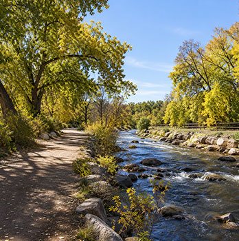 wheat-ridge-tree-service-chatgpt Wheat Ridge tree service