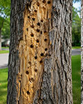 Woodpeckers pecking for EAB larve