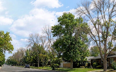Six Years After Emerald Ash Borer Arrived in Arvada: Status Report